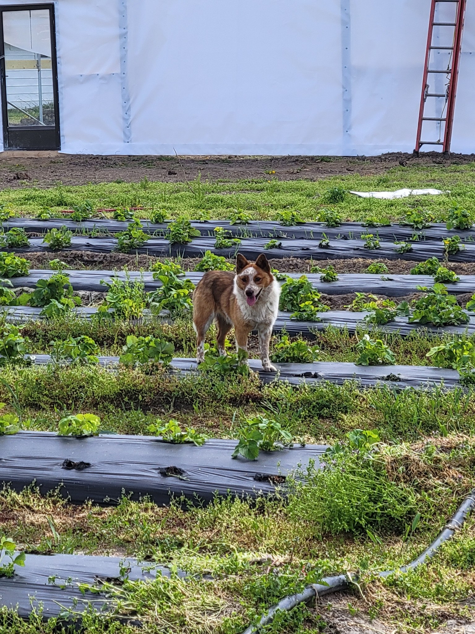 Dog standing in strawberry field rows